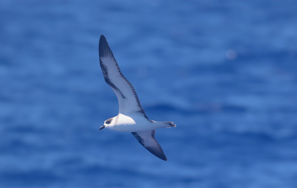 Pétrel à col blanc - ML651971269