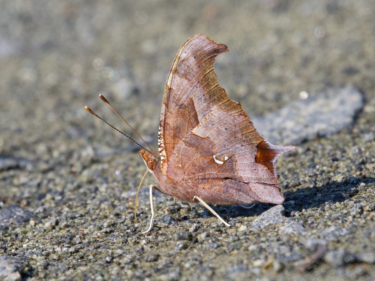 Question Mark - ML651971529