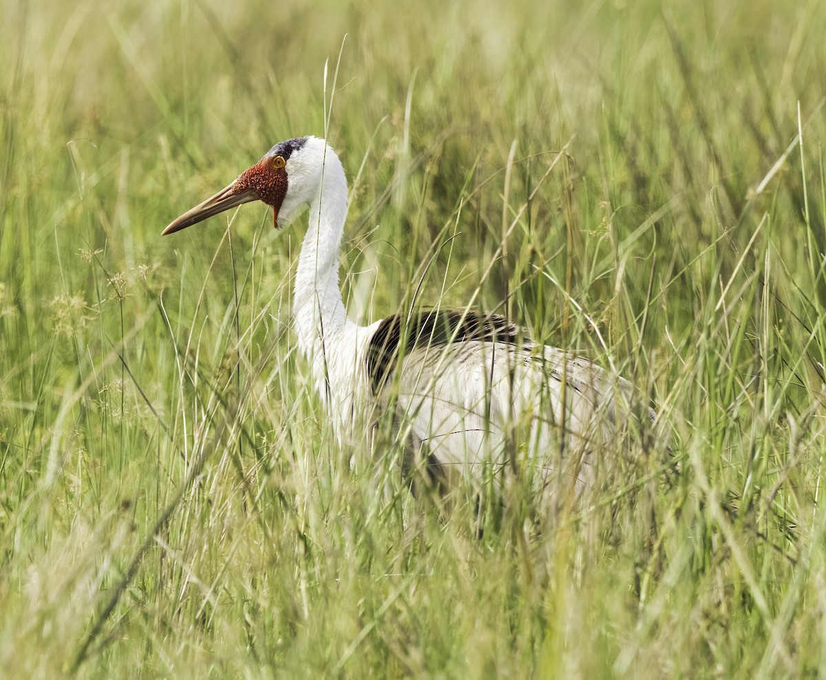 Wattled Crane - ML651973352