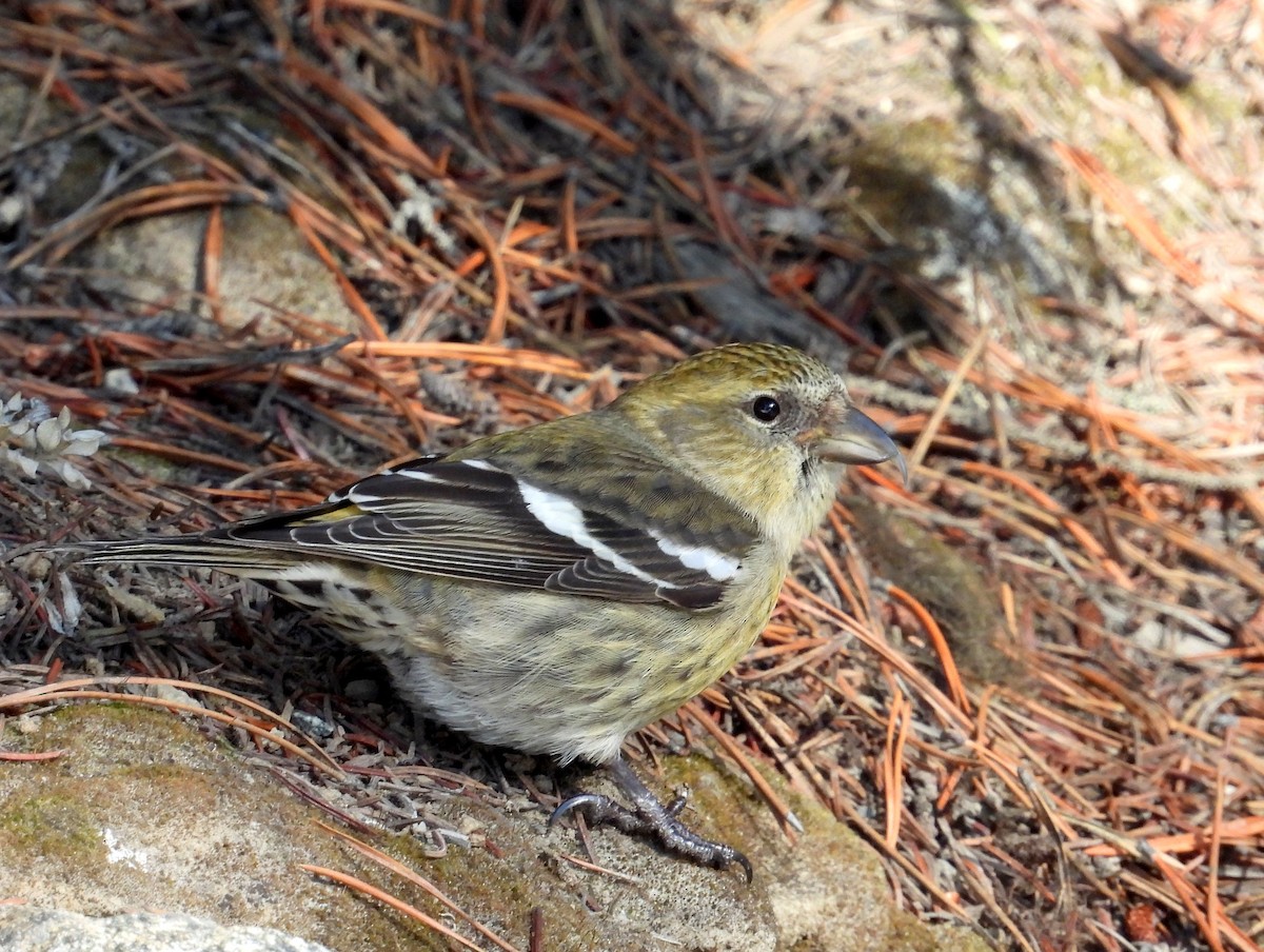 Белокрылый клёст - ML651973354