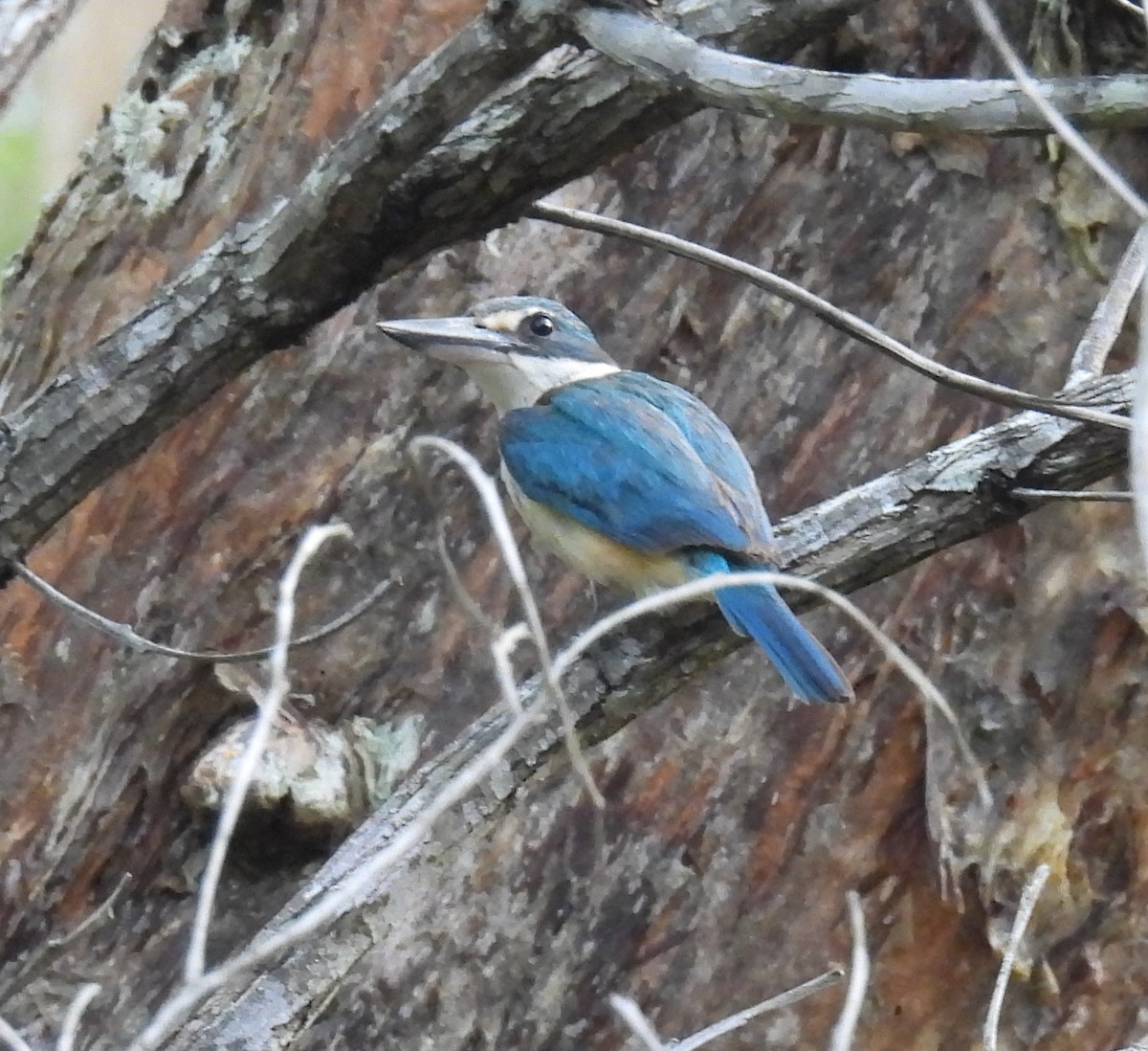 Kutsal Yalıçapkını (sanctus) - ML651973487