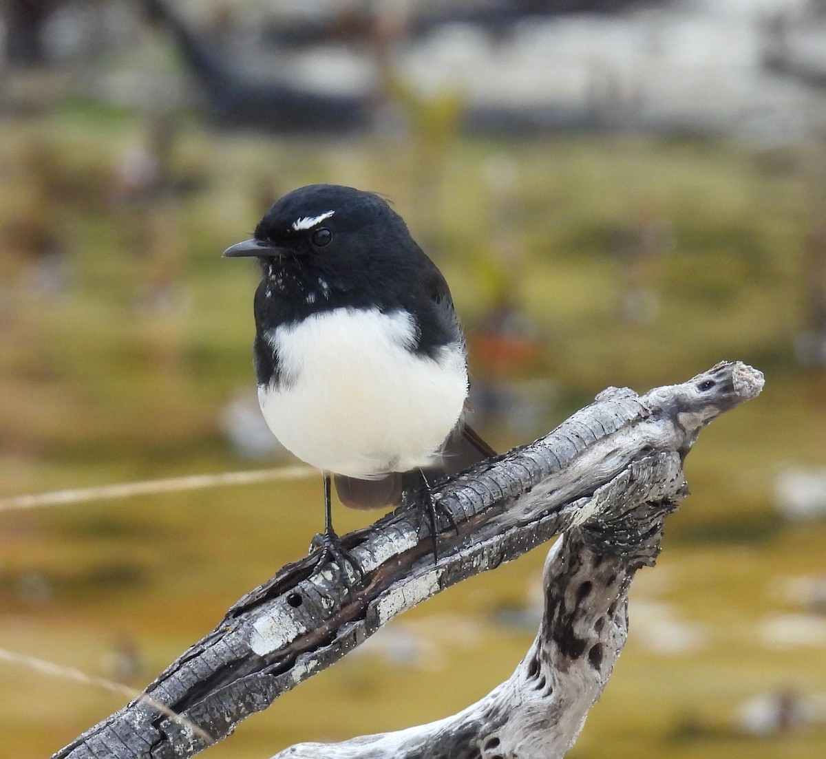 Bahçe Katmerkuyruğu - ML651973573