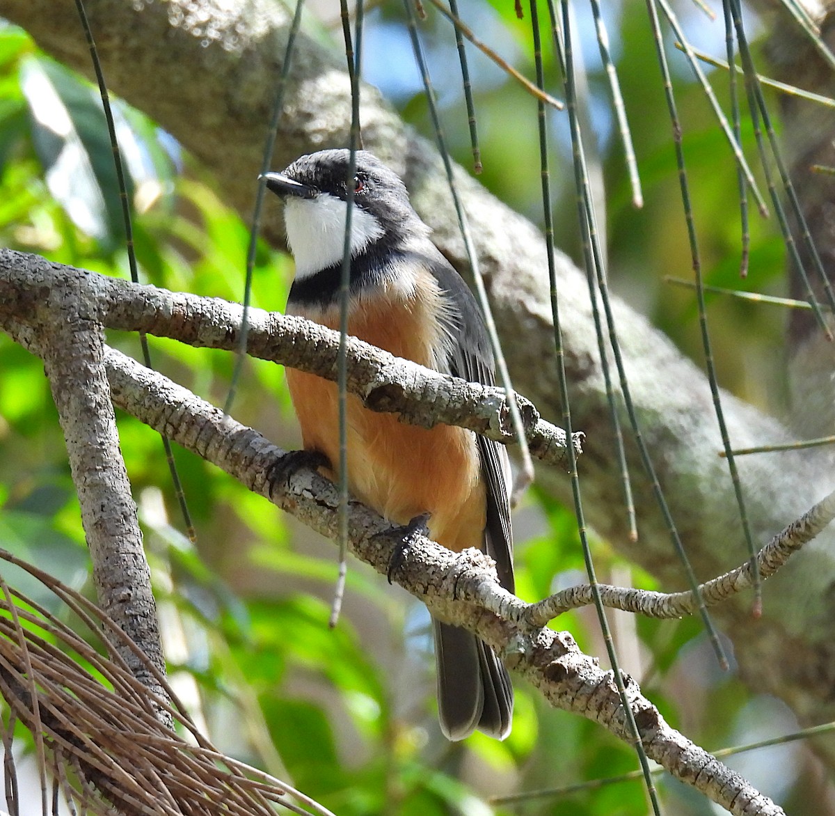 Kızıl Islıkçı - ML651973618