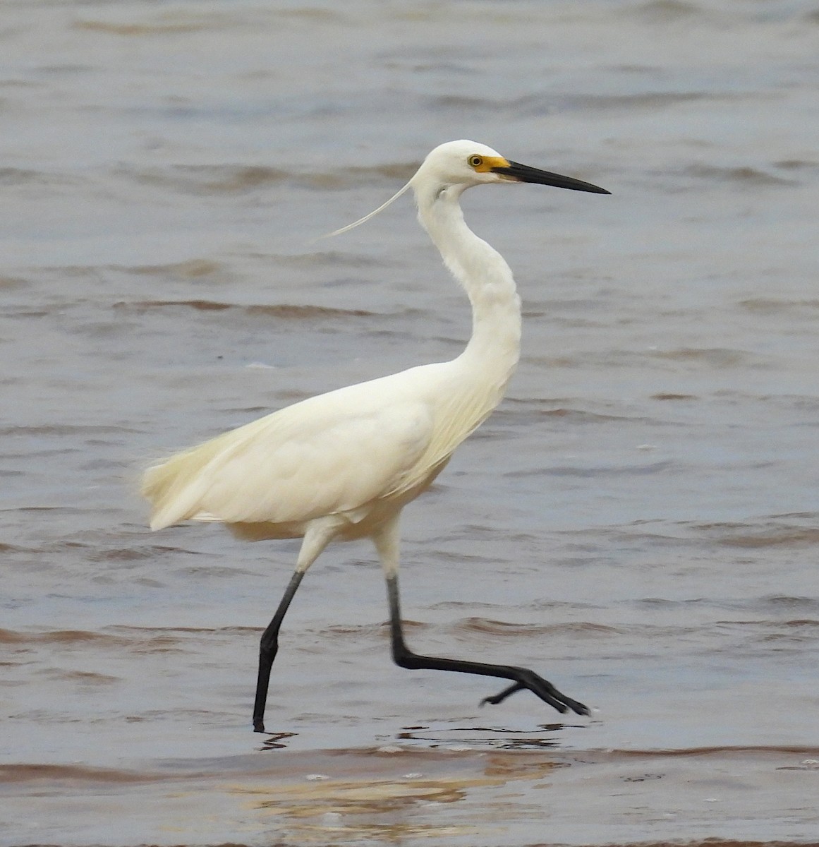 Küçük Ak Balıkçıl (immaculata) - ML651973707