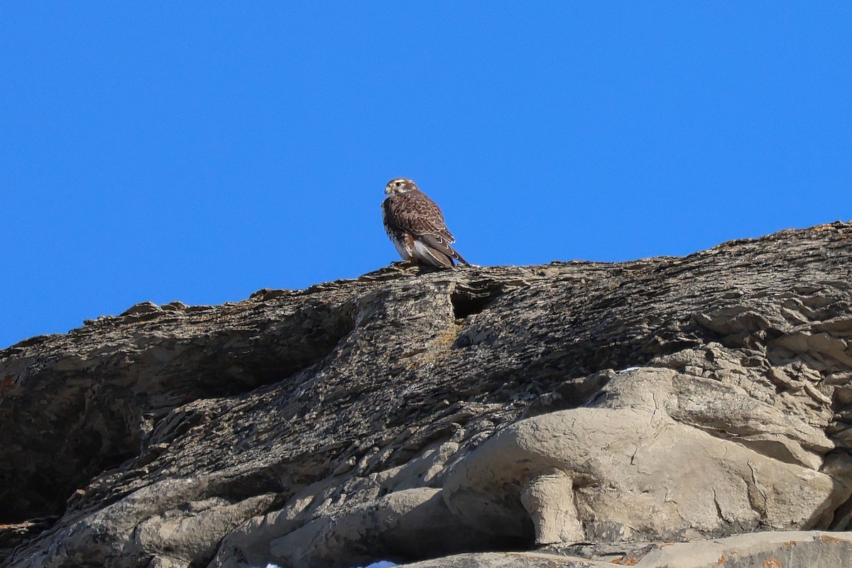 Prairie Falcon - ML651973735