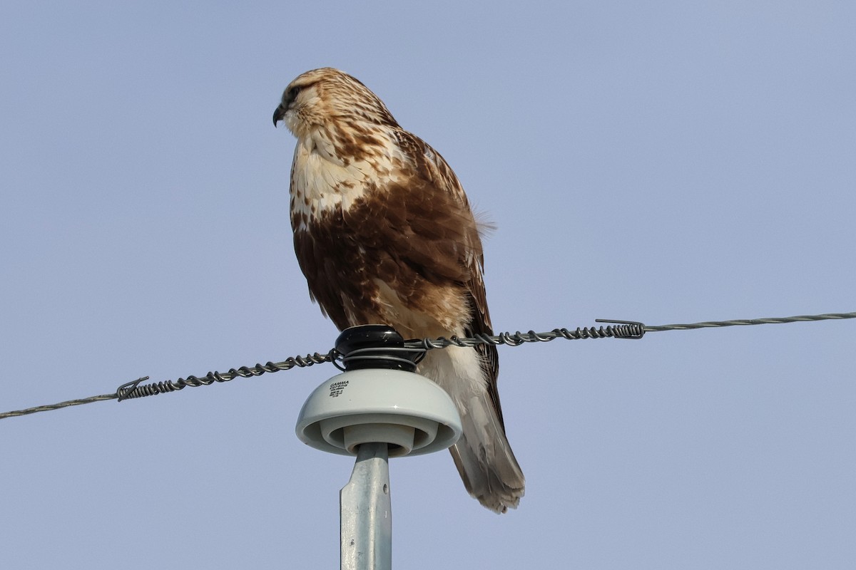 Zapelatz galtzaduna - ML651973766