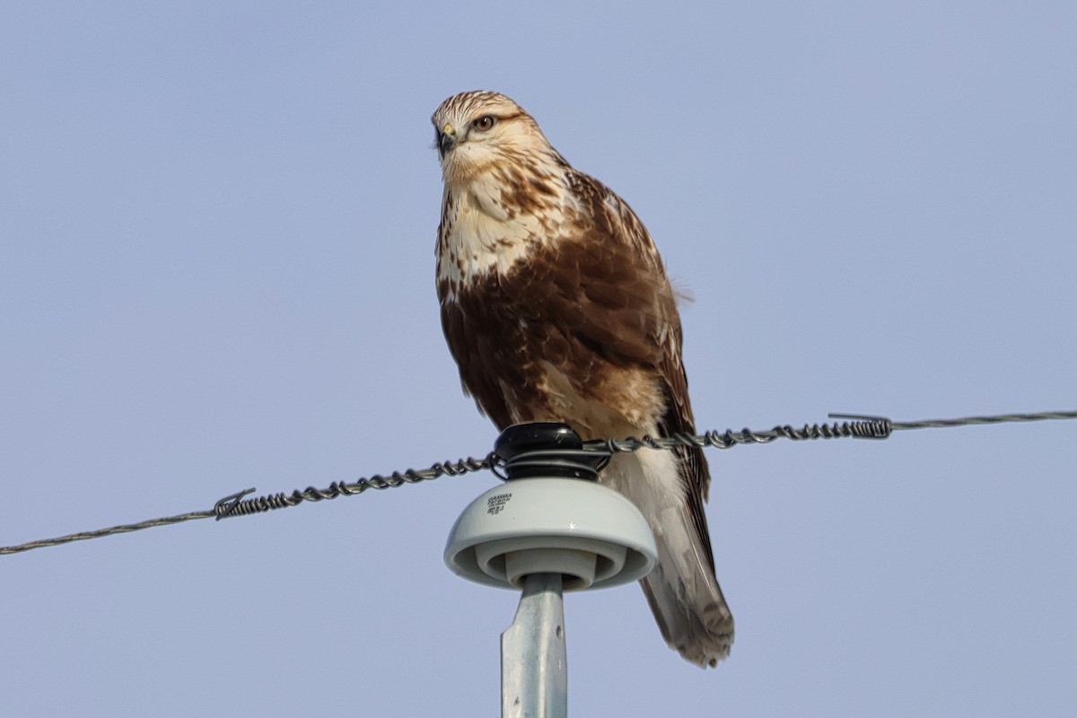 Zapelatz galtzaduna - ML651973767