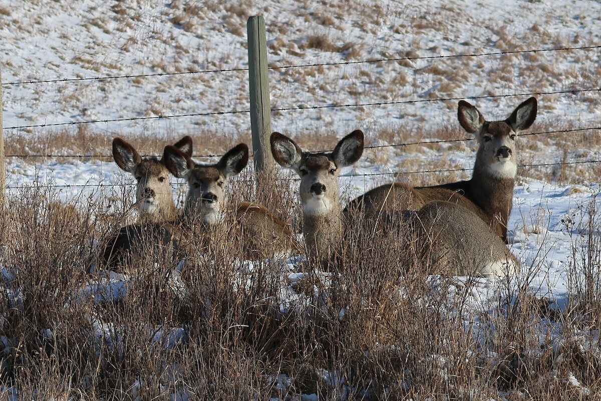 Mule Deer - ML651973826