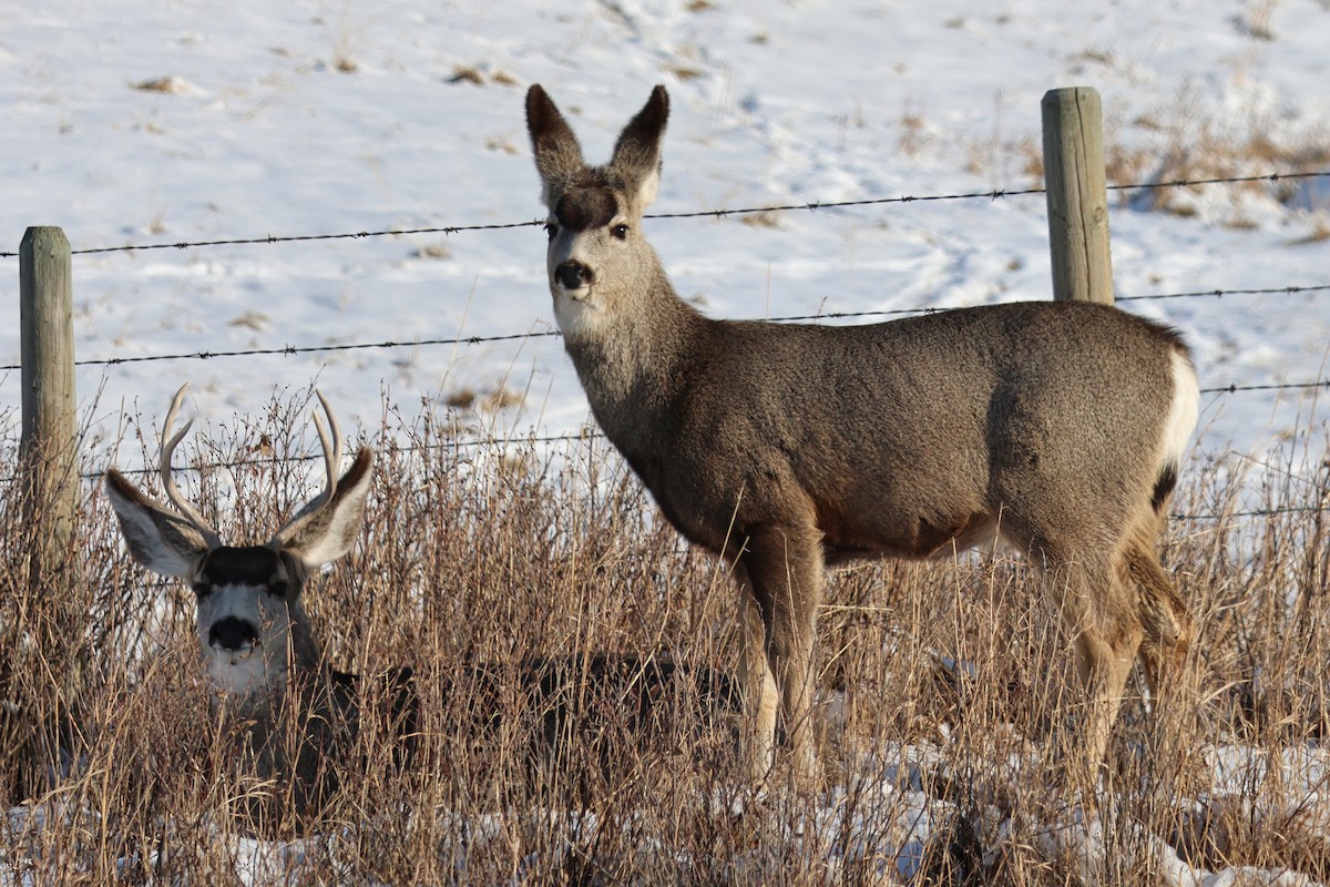 Mule Deer - ML651973835