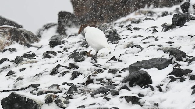 Snowy Sheathbill - ML651975199