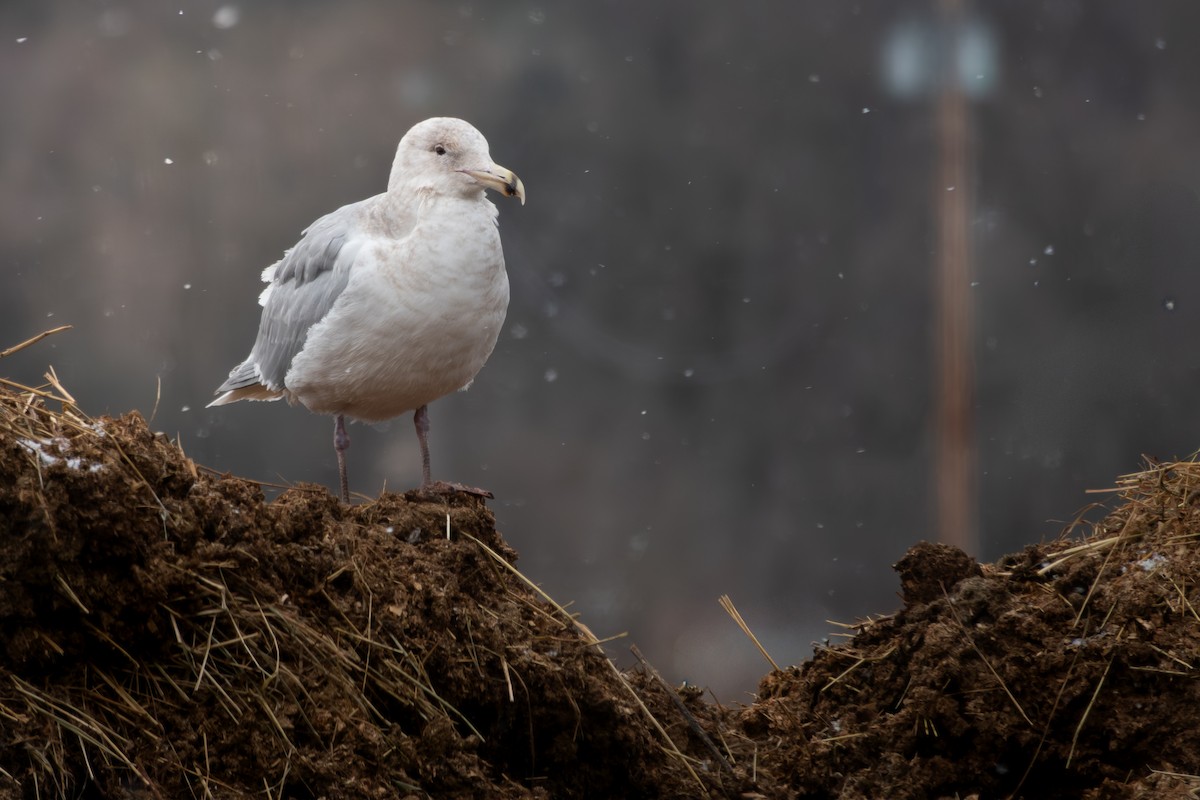 Glaucous-winged Gull - ML651975506
