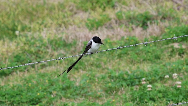 Fork-tailed Flycatcher - ML651975569