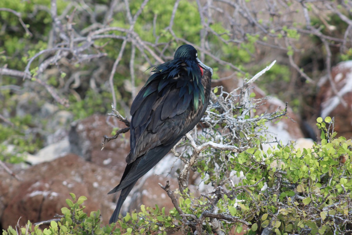 Большой фрегат - ML651976762