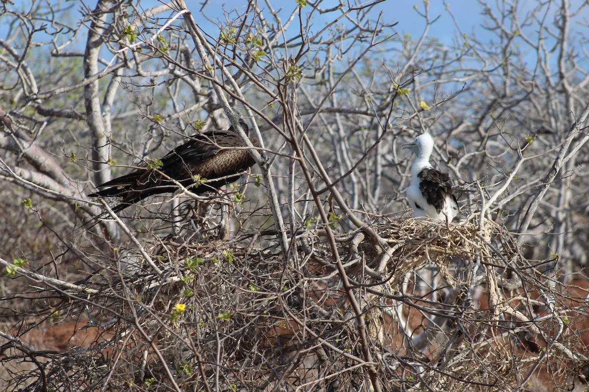 Большой фрегат - ML651976841