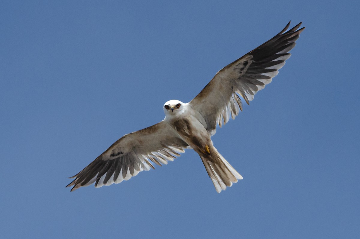 White-tailed Kite - ML651977115