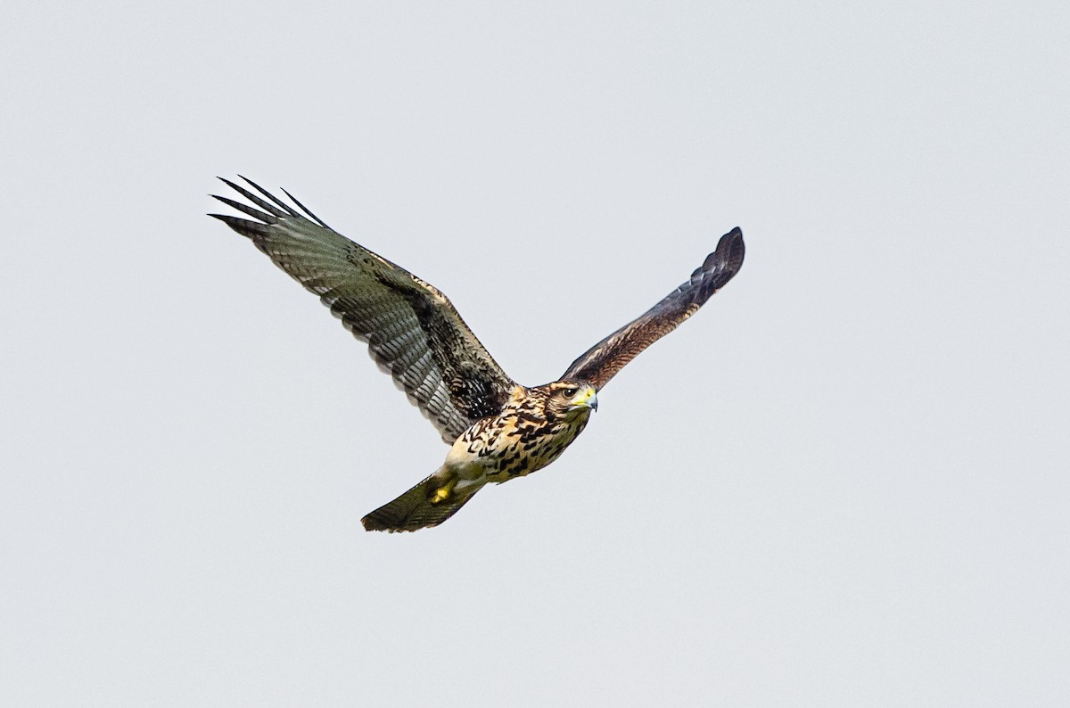 Harris's Hawk - ML651977135