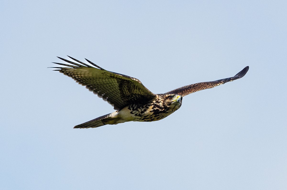Harris's Hawk - ML651977136