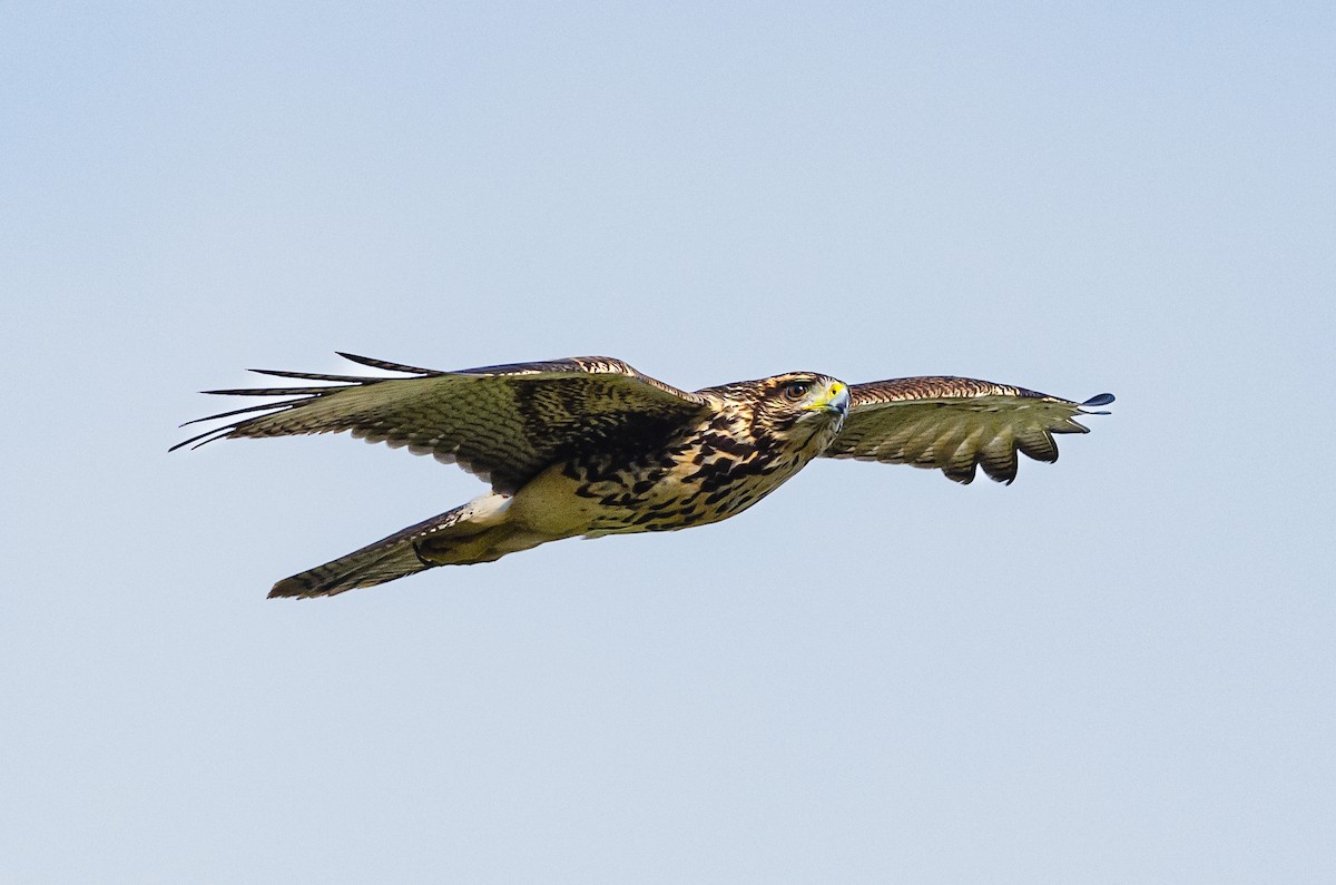 Harris's Hawk - ML651977137