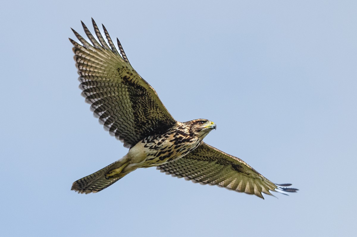 Harris's Hawk - ML651977138