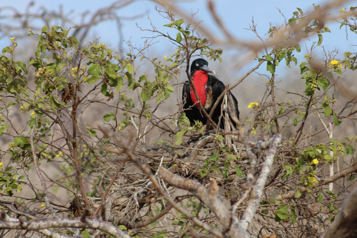 Великолепный фрегат - ML651977197