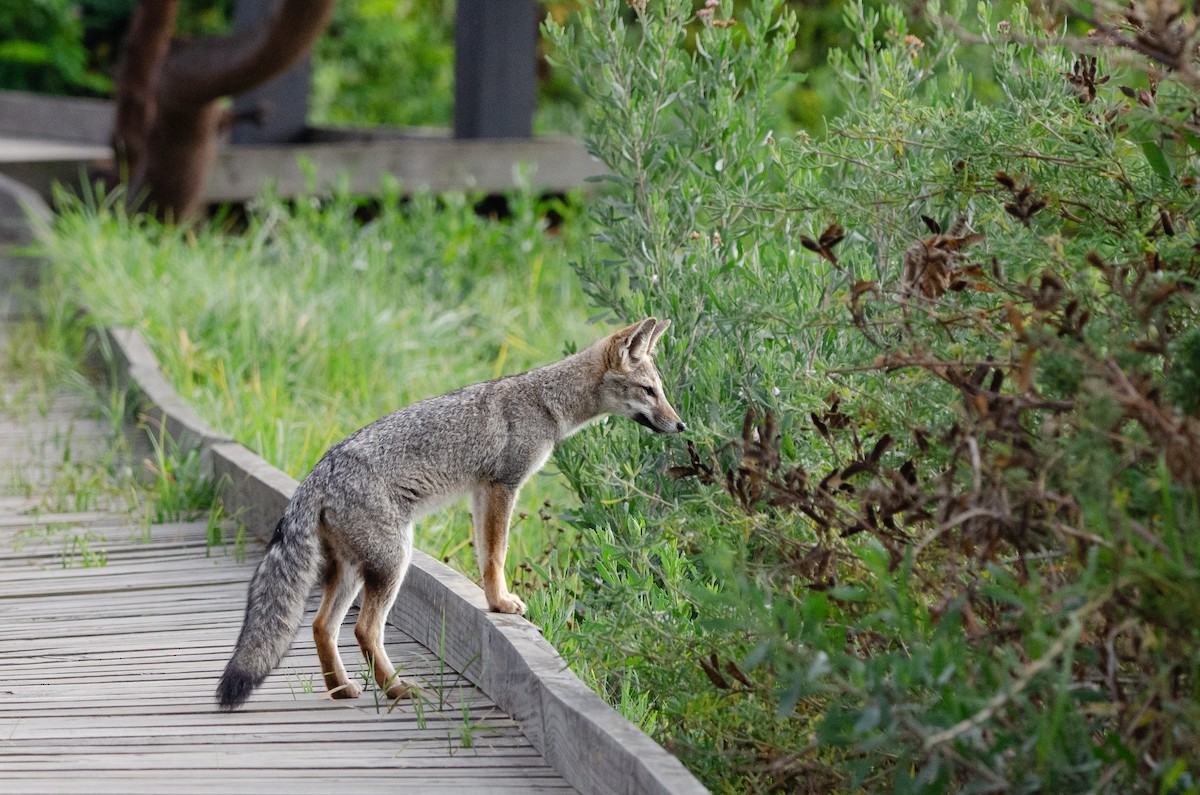 Chilla - ML651977258