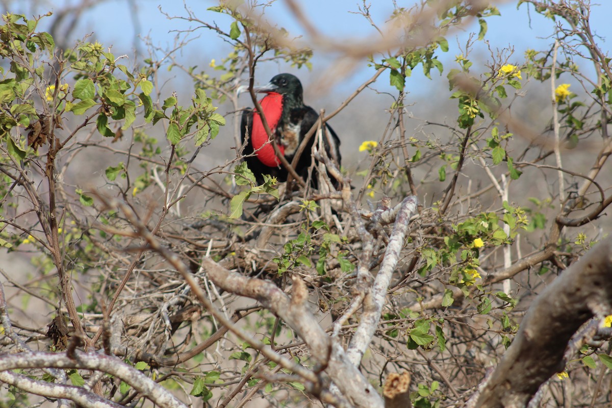 Великолепный фрегат - ML651977301