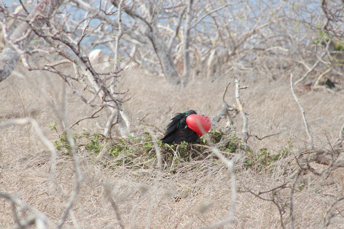 Большой фрегат - ML651977531