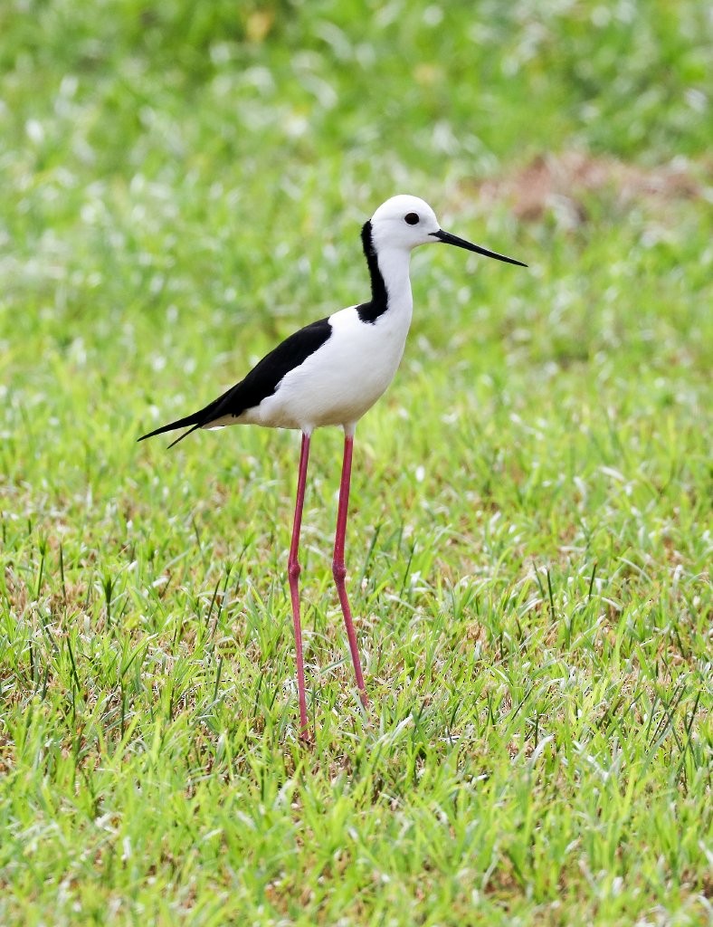 Pied Stilt - ML65197761