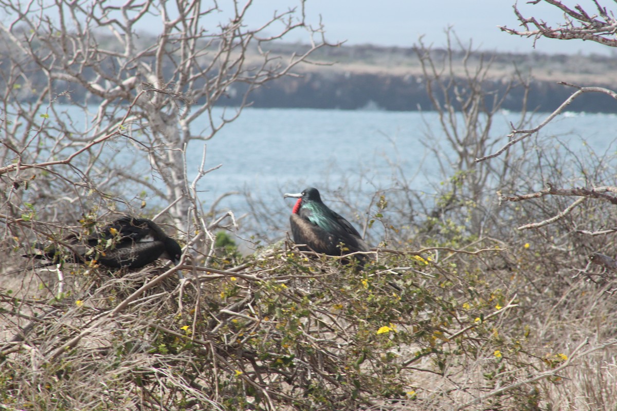 Большой фрегат - ML651977693