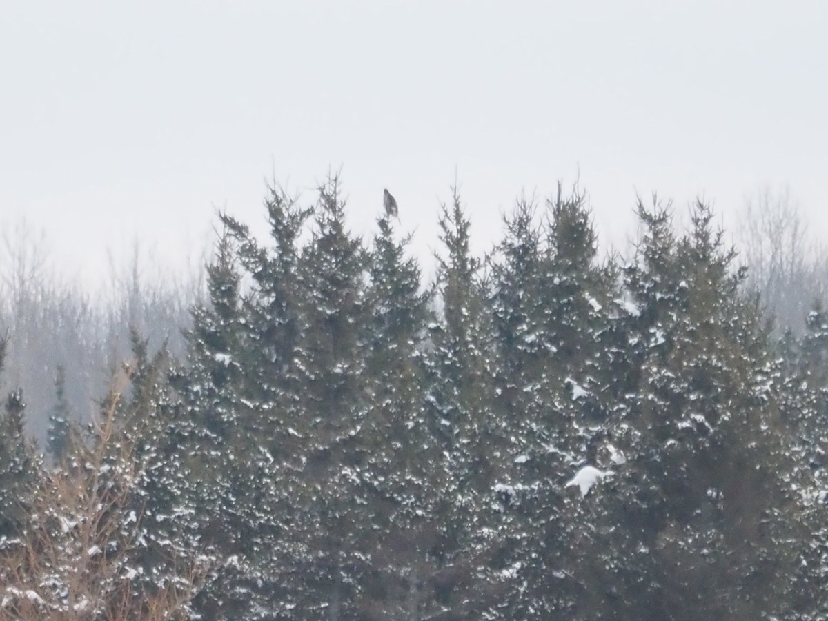 アメリカオオタカ - ML651977777