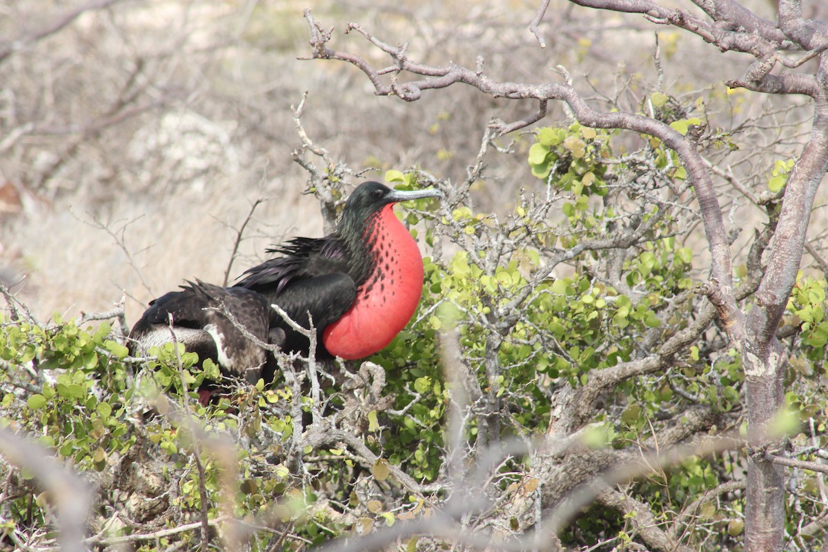 Великолепный фрегат - ML651977783