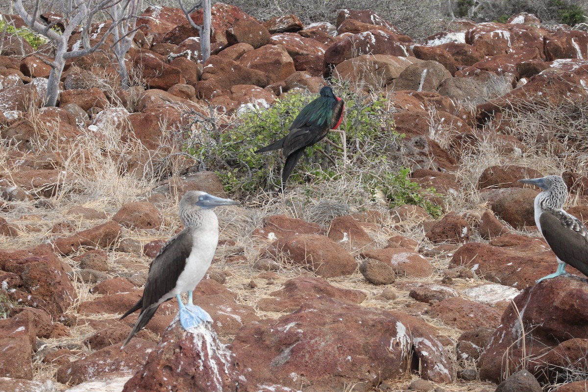 Голубоногая олуша - ML651977872