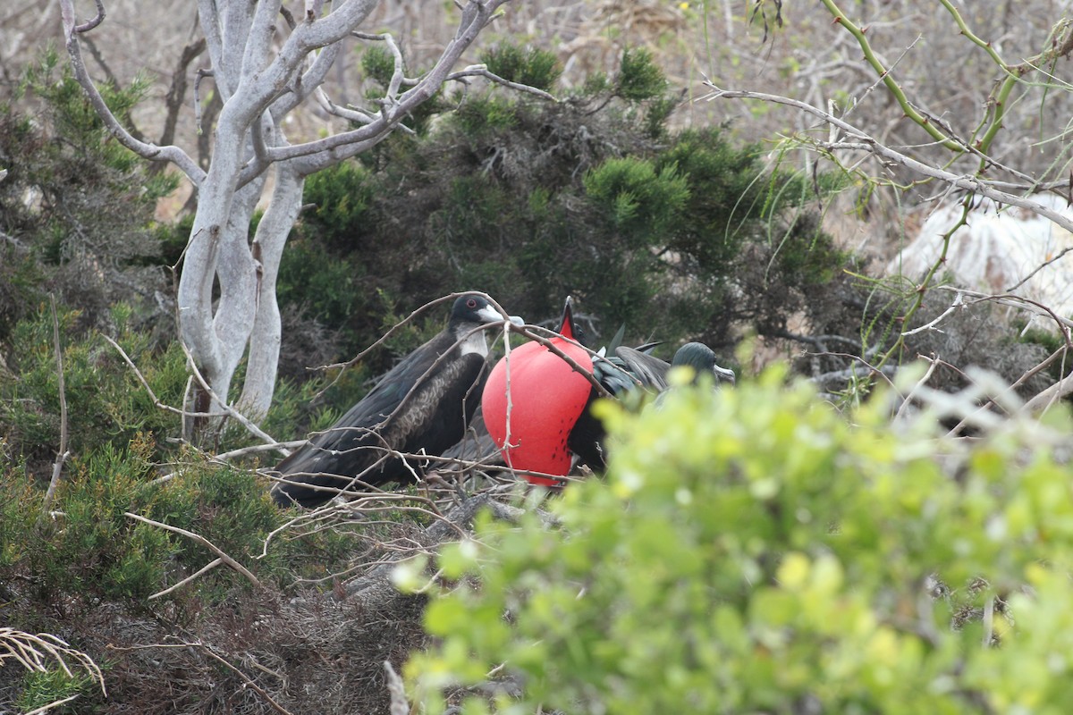 Большой фрегат - ML651978032