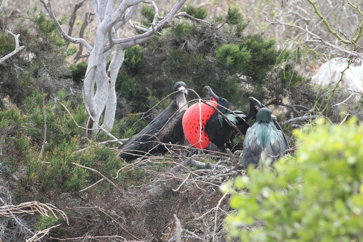 Большой фрегат - ML651978327