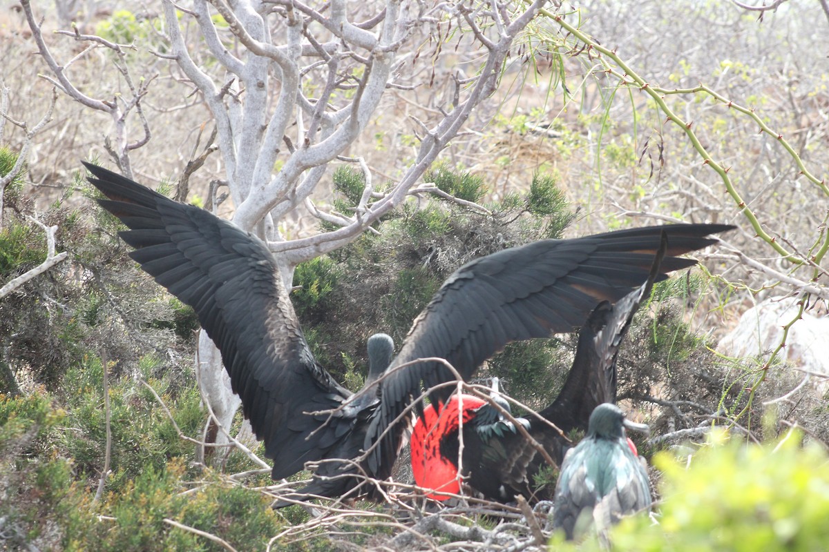 Большой фрегат - ML651978428