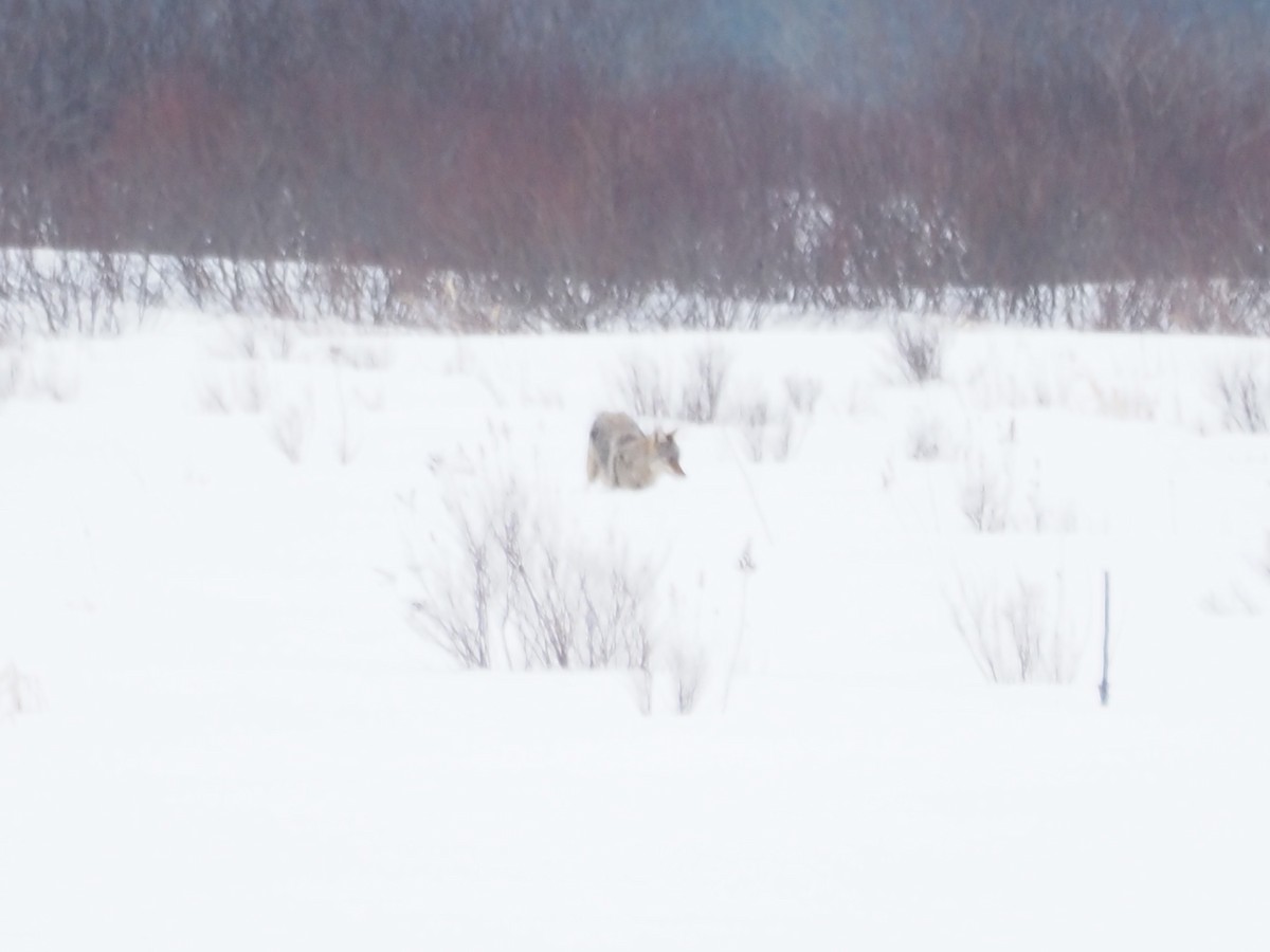 コヨーテ - ML651978904