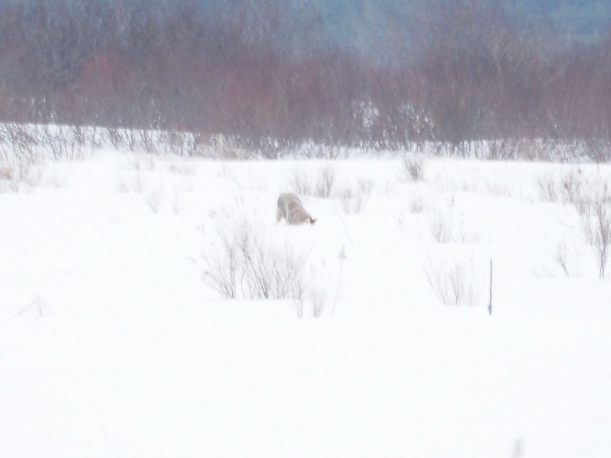 コヨーテ - ML651978905