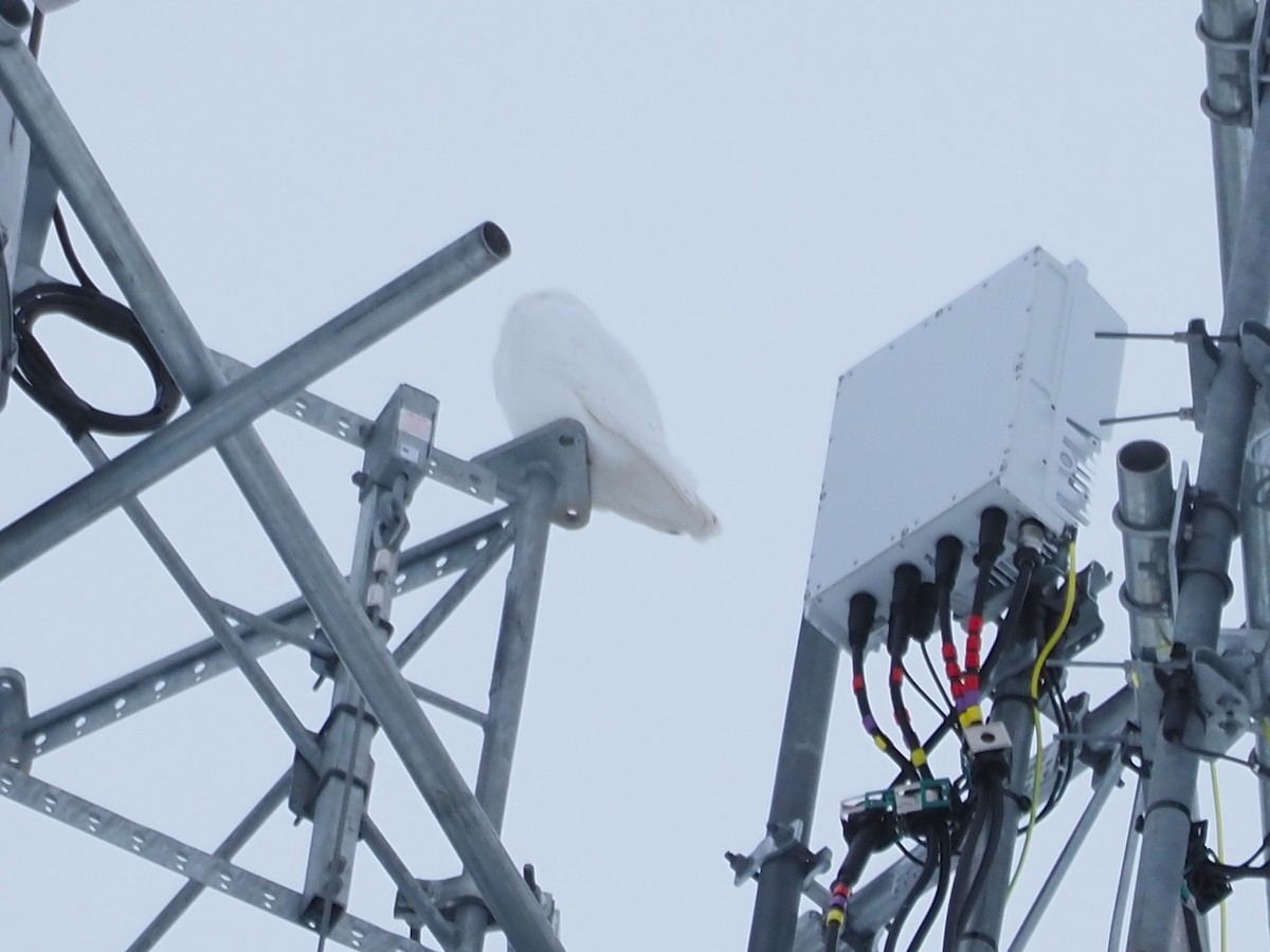 シロフクロウ - ML651978932