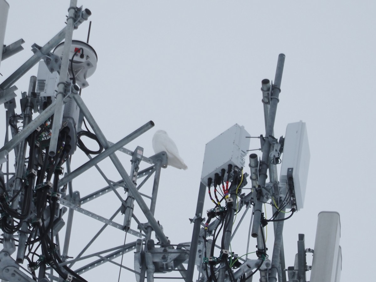 シロフクロウ - ML651978934