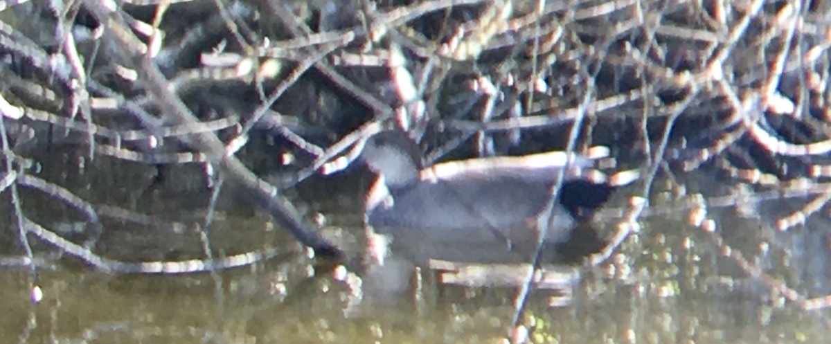 snadderand - ML651979496