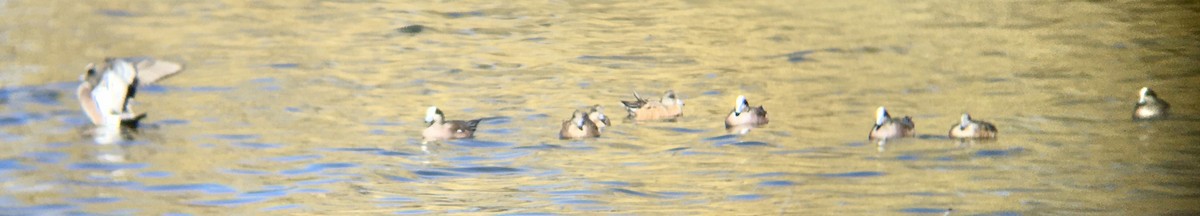 amerikablesand - ML651979719