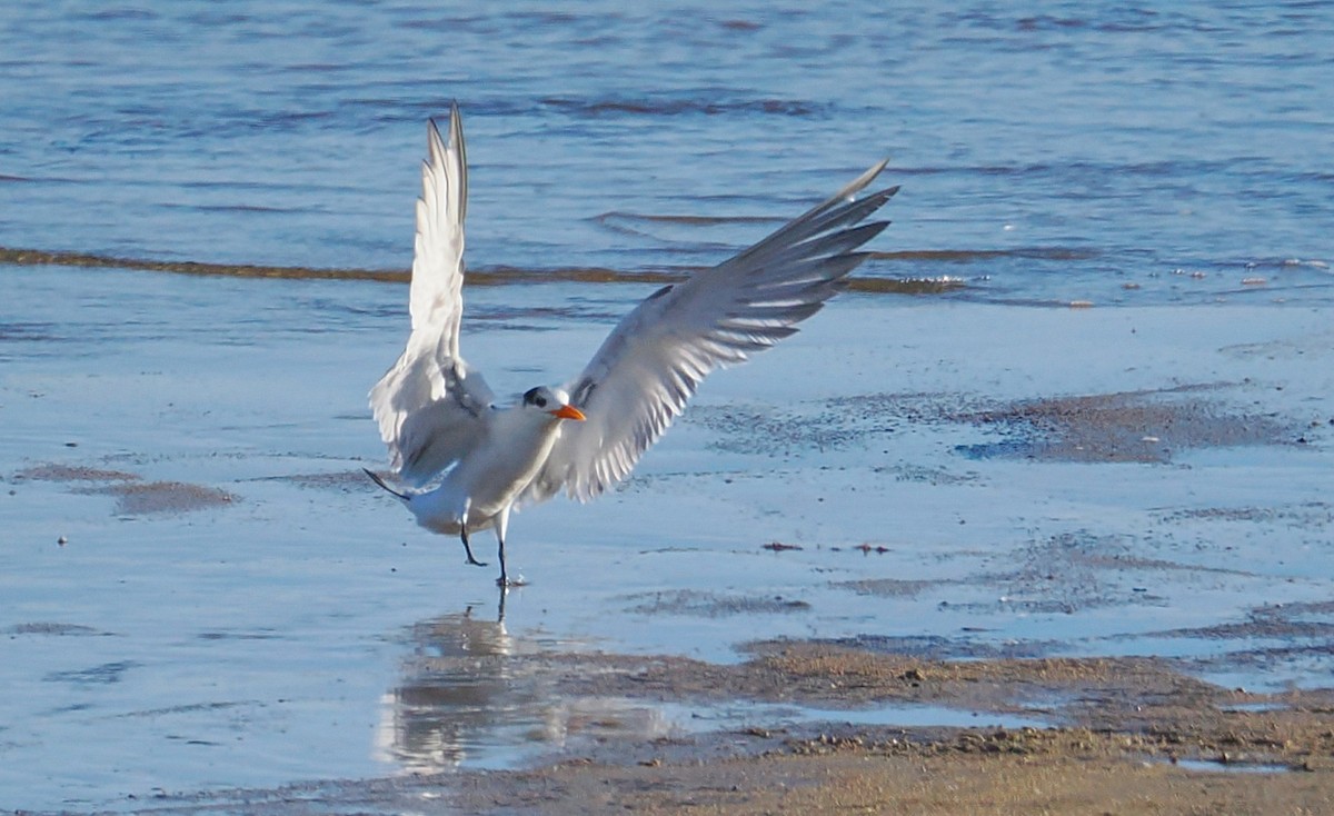 Txenada handi amerikarra - ML651979916