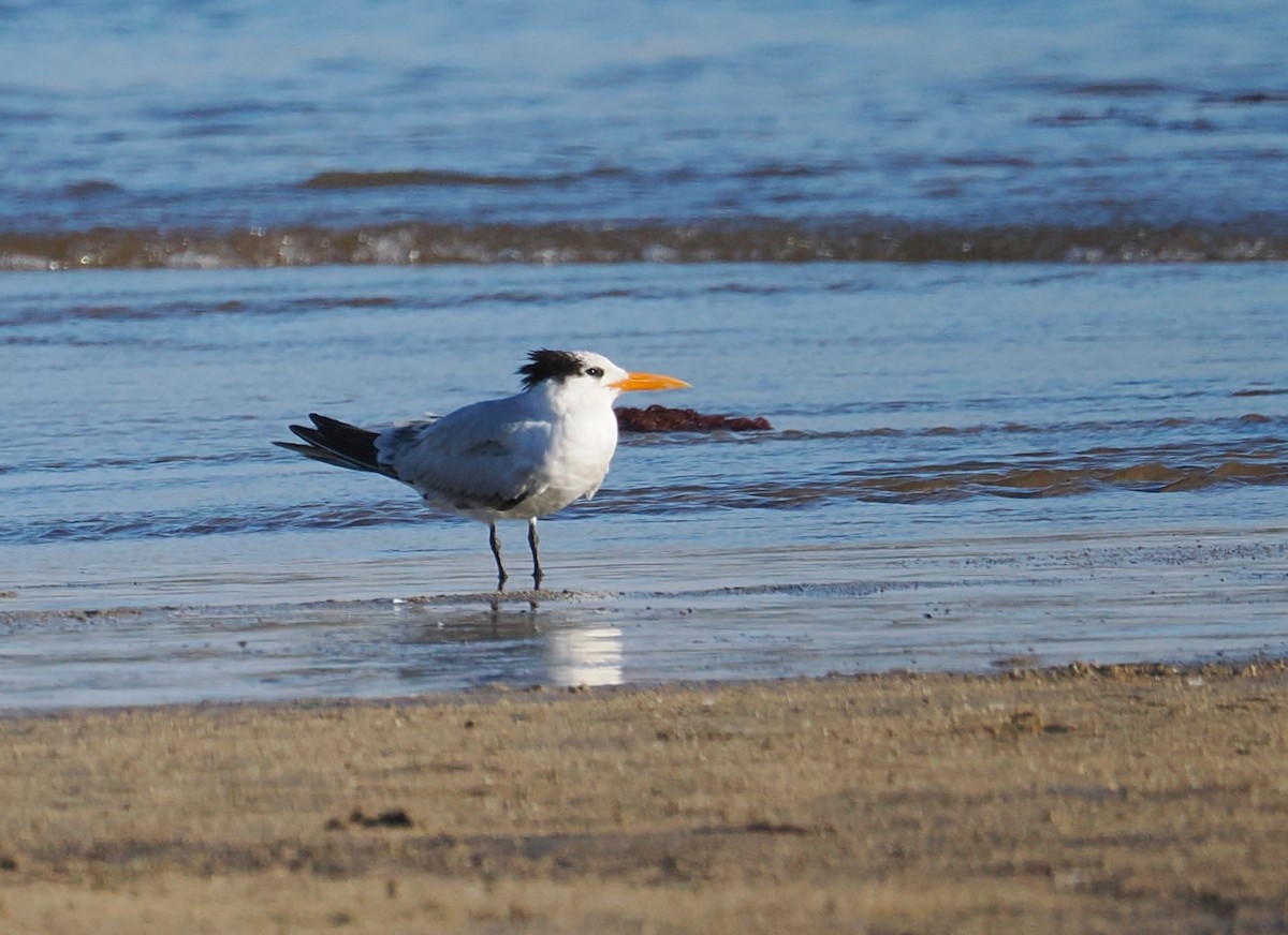 Txenada handi amerikarra - ML651979917