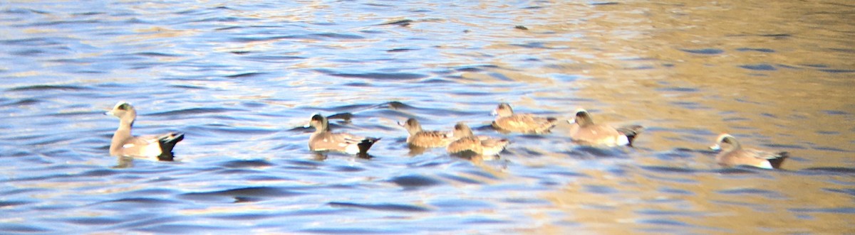 amerikablesand - ML651980051