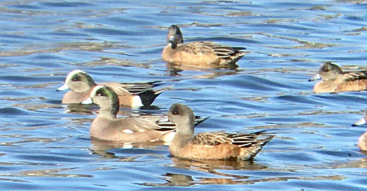 amerikablesand - ML651980121