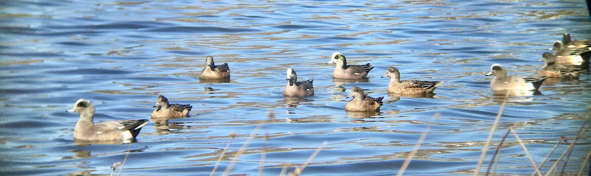 amerikablesand - ML651980309