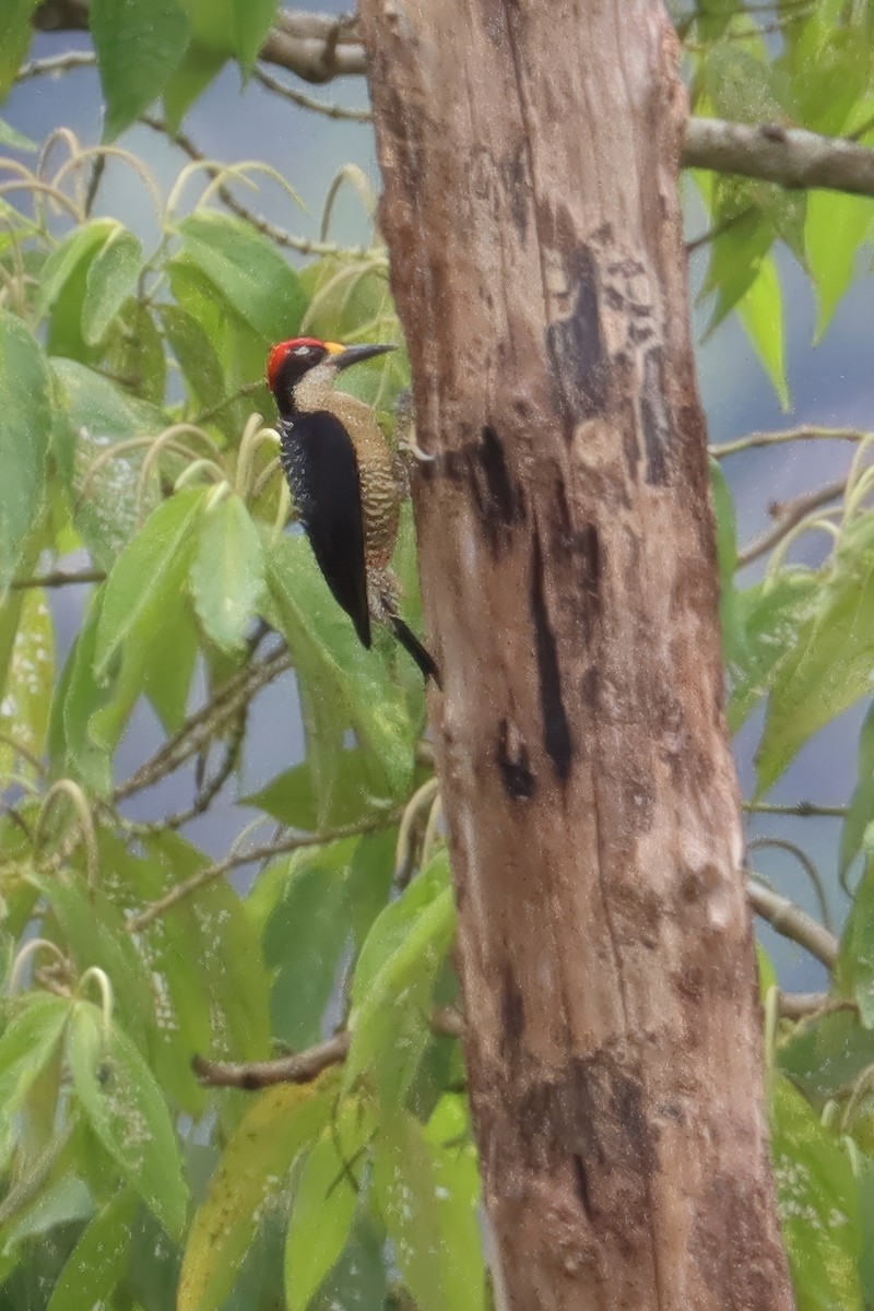 Чернощёкий дятел - ML651980341