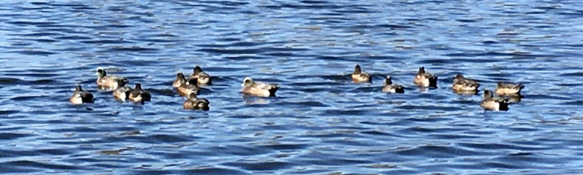 amerikablesand - ML651980459