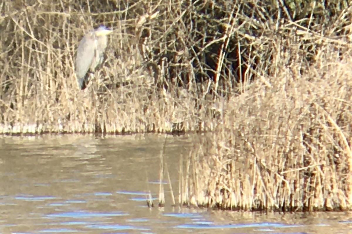 herodiashegre - ML651980626