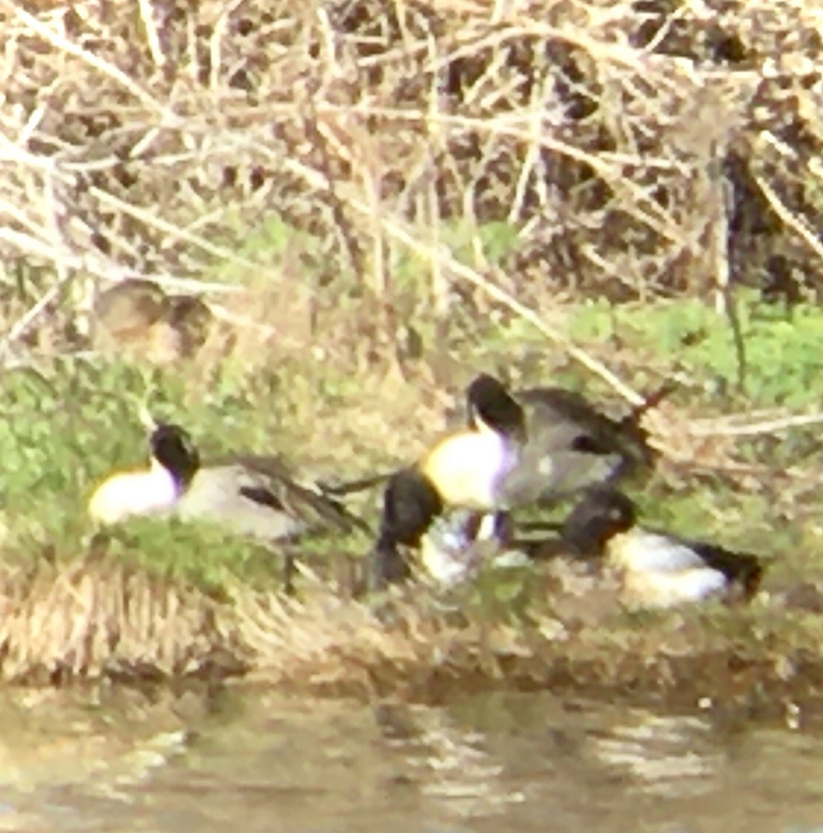 stjertand - ML651980750